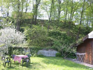 kleiner schattiger Wald hinter dem Haus