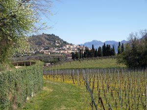 Weinberge