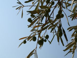 … und Oliven
