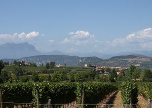Weinberge oberhalb des Hauses, im Hintergrund rechts Monte Belpo und Monte Creta